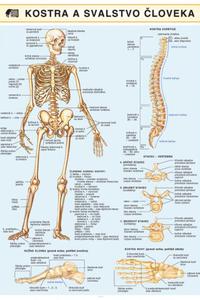 Kostra a svalstvo človeka